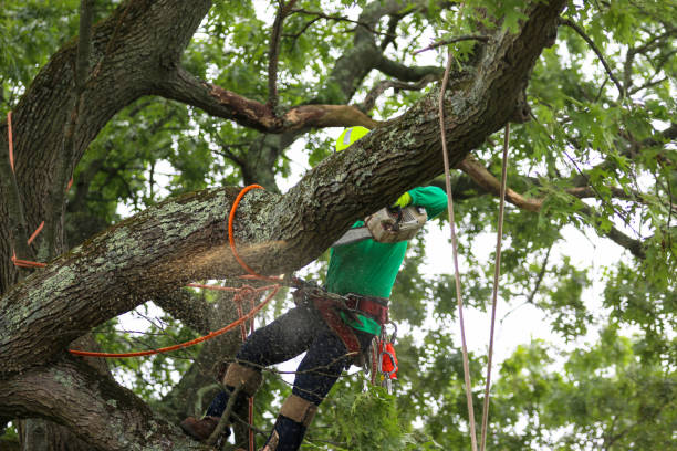 Reliable New Hyde Park, NY Tree Care Solutions