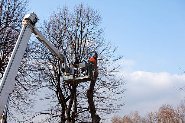 How Our Tree Care Process Works  in  New Hyde Park, NY